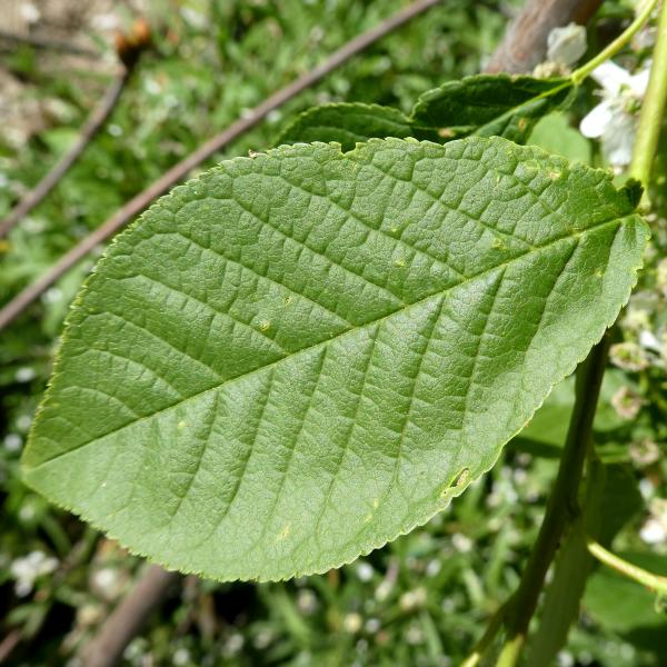 Traubenkirsche - Prunus padus | Bienenroute